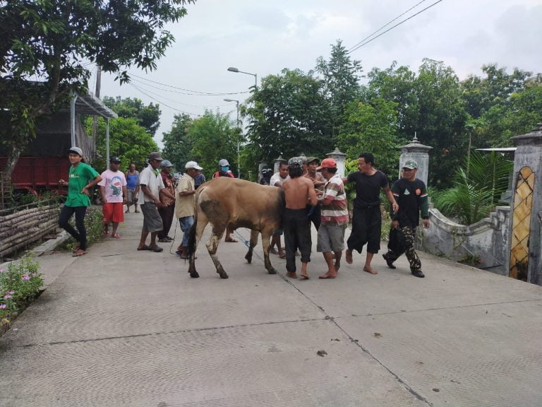 Heboh, Sapi Ngamuk Di Desa Mojodadi Di Tengah Aksi Penyemprotan