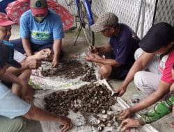 Go Mandiri, GP Ansor Kecamatan Bangsal Galakkan Tanam Bibit Jahe Merah